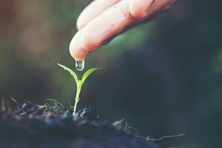 plante main goutte eau approche centrée sur la personne